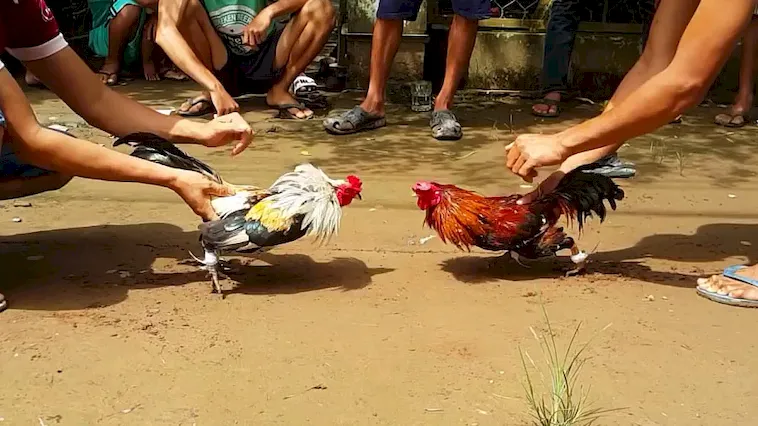 Đá Gà Mig8: Những Trận Đấu Kịch Tính Không Thể Bỏ Qua 1 Đá Gà Mig8: Những Trận Đấu Kịch Tính Không Thể Bỏ Qua